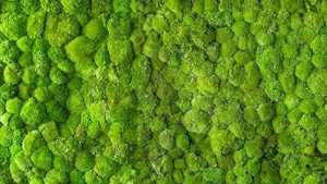 mossball 1 300x169 HOME