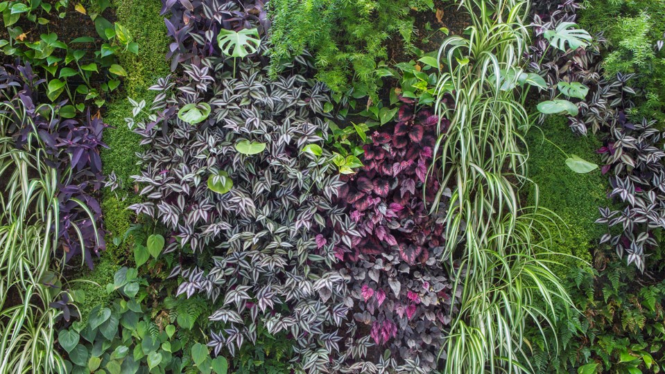 ©greenarea Greenlife Plaza America 2 COTAGGE Volumen